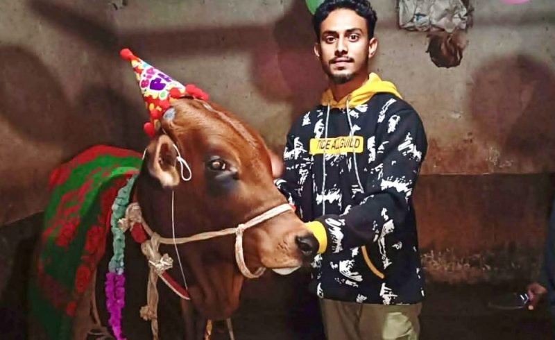 নওগাঁয় ব্যতিক্রমী আয়োজনে গরুর জন্মদিন পালন